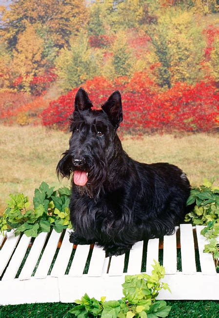 Scottish Animal Stock Photos Kimballstock