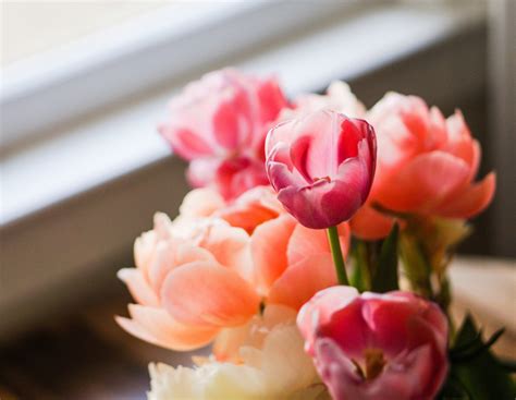 Fotos gratis flor pétalo primavera rojo rosado Flores Tulipanes