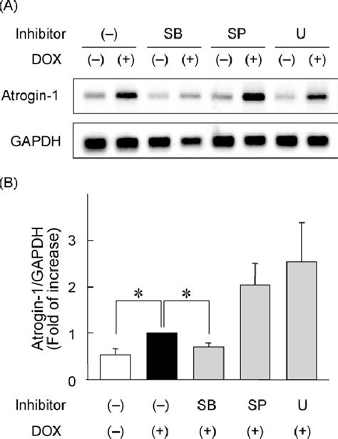 Inhibition Of P Mitogen Activated Protein Kinase Mapk Pathway