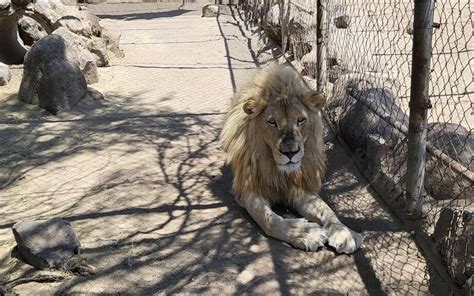 Aseguran más de 50 animales silvestres en una finca de La Barca