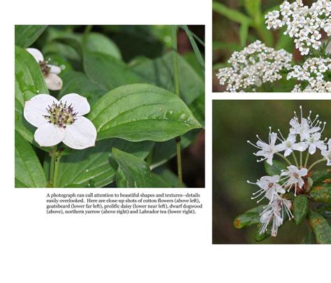 Alaska Wildflowers