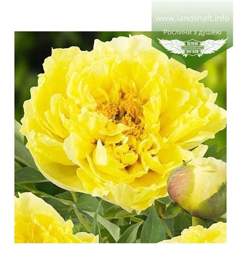 Paeonia suffruticosa Huang Guan Yellow Crown Пион древовидный Еллоу