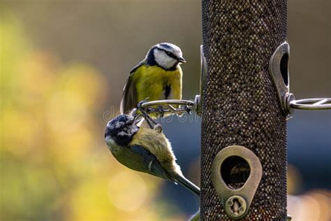 Two Blue Tits On A Bird Feeder With A Shallow Depth Of Field Stock