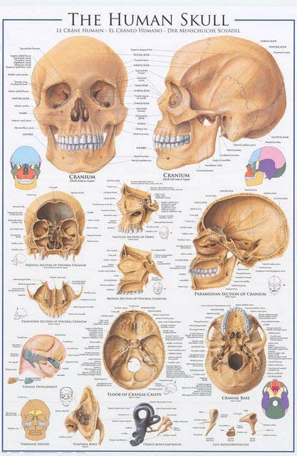 A Great Poster Of The Anatomy Of The Human Skull Text In 3 Languages