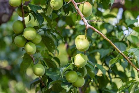 Obst Mit J Am Anfang Liste Mit Vielen Bildern Foodwissen De