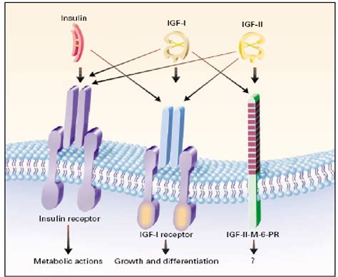 Binding Of Circulating Igfs To Target Cells Three Binding Sites For