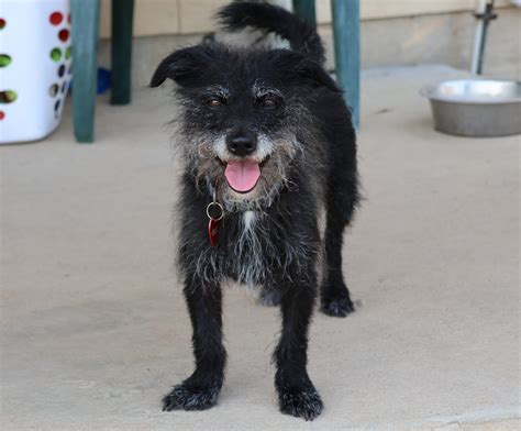 Adopt – Happy Faces Pet Ranch