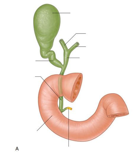 Fig 4 111 Bile Drainage A Duct System For Passage Of Bile Diagram Quizlet