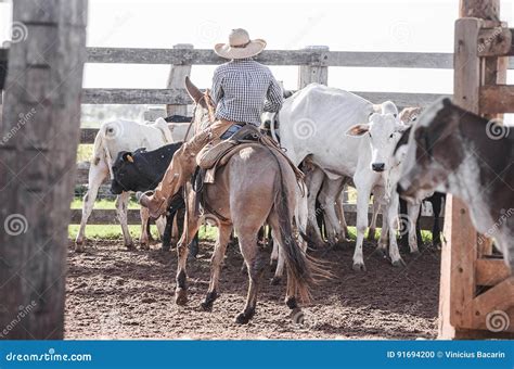 Cowboy Directing Cattle On Farm S Corral Stock Photo Image Of