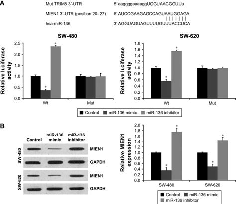 Mir Represses Mien Expression By Targeting Mien Utr In Colon