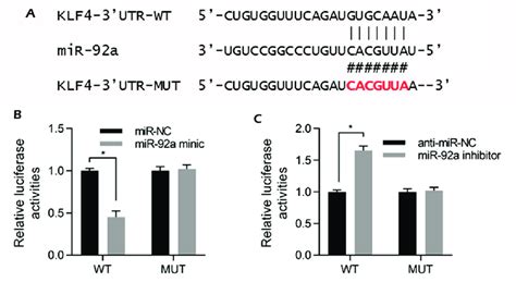 A Target Sites Of Mir 92a In Klf4 3 Utr B C Luciferase Activity It Download Scientific