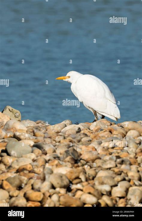 Cattle Egret Bubulcus Ibis Smaller Than Little Egret With Shorter
