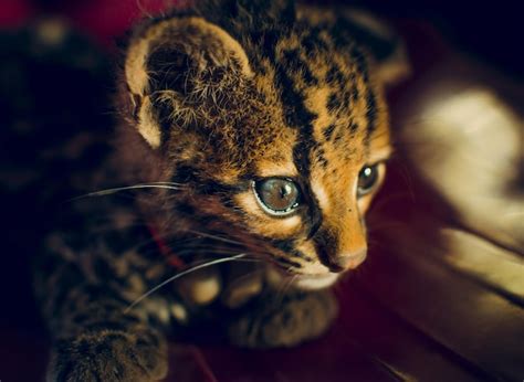 Retrato De Un Adorable Gatito Margay Retrato De Un Margay