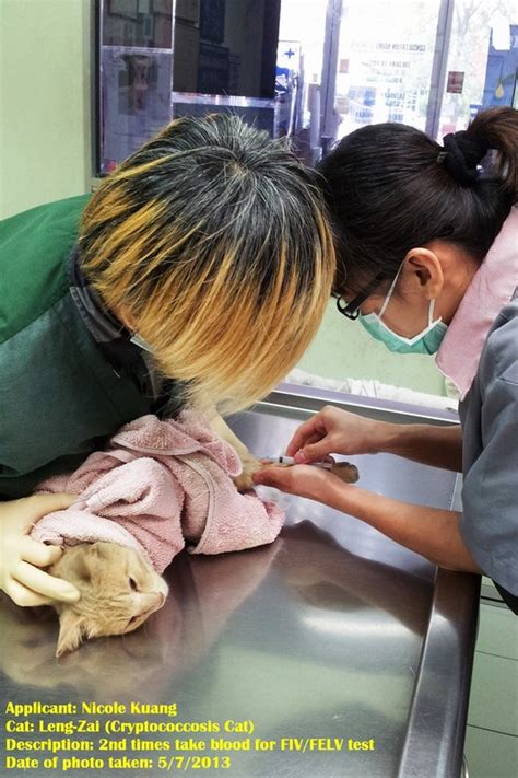 Medical Subsidy For Leng Zhai Cat With Cryptococcosis Nicole Kuang