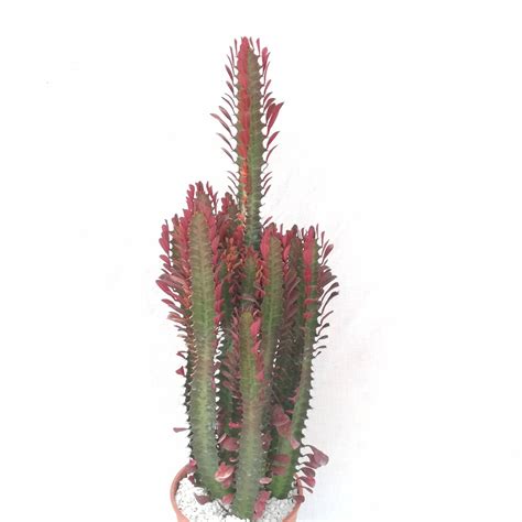 Euphorbia Trigona Rubra Carnosa And Spinosa