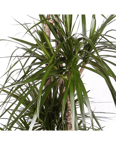 Dracena Marginta