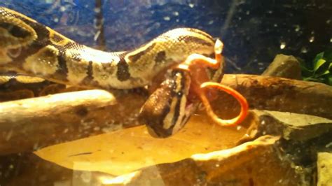 Snake Snaaaake Youtube