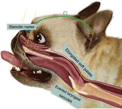 Surgical Correction of Brachycephalic Airway Syndrome