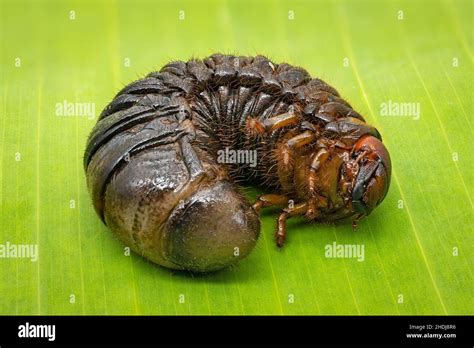 Larva Scarab Beetle Larvas Scarab Beetles Scarabaeidae Scarabs