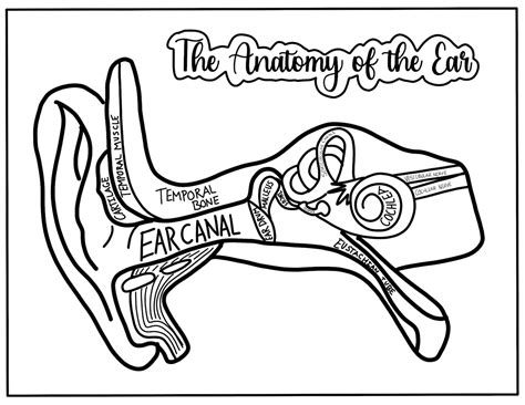 ear anatomy coloring page  virginia ertel blog