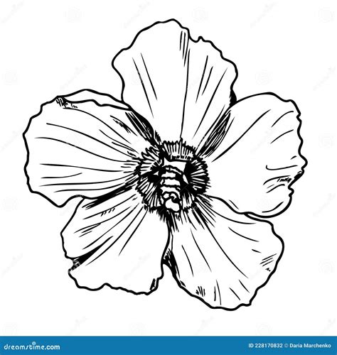 Hawaiian Hibiscus Flower Isolated On White Background Abstract