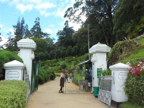 Hakgala Botanical Gardens Nuwara Eliya Sri Lanka Beautiful