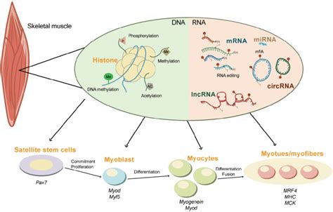 The Epigenetics Regulation Of Skeletal Muscle Development The