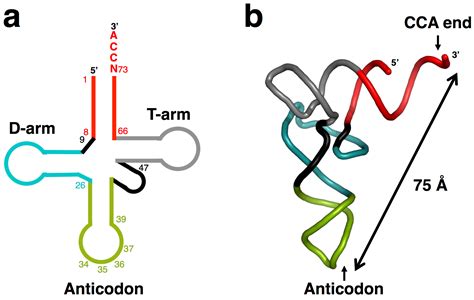 Life Free Full Text Origins And Early Evolution Of The Trna Molecule