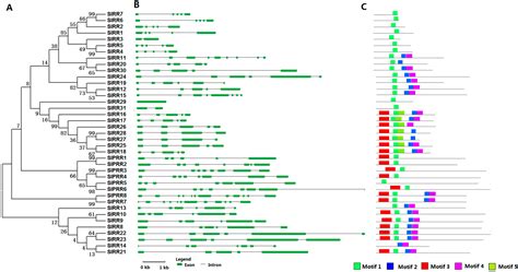 Ijms Free Full Text Genome Wide Identification And Expression