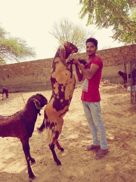 Sirohi Goat At Best Price In Ajmer Id 3979564 Rajasthan Goat Farm