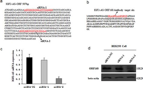 Downregulation Of LncRNA IGF2 AS Encoded Peptide Induces Trophoblast