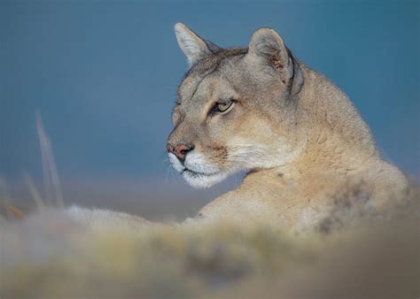 pumas  penguins  patagonia photo   trogon photo tours
