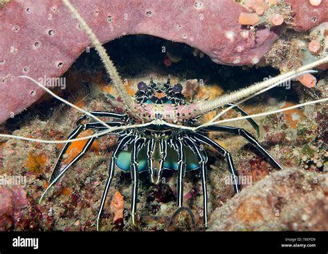 Painted Crayfish Hi Res Stock Photography And Images Alamy