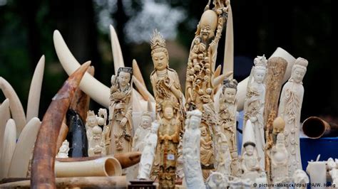 EU Takes a Major Step Towards Ending the Ivory Trade | Journal of ...