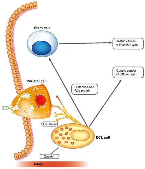 Parietal Cell Physiology