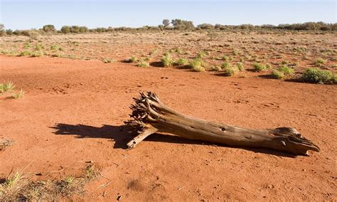 Dramatic rise in plant growth in world's deserts could be down to rising C02 levels | Daily Mail ...