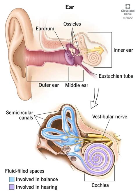 The Uncomfortable Truth Why Do Earplugs Hurt My Ears Doctear