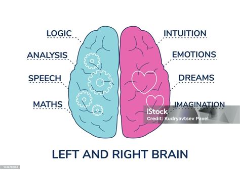 Fungsi Belahan Otak Kanan Dan Kiri Manusia Ilustrasi Vektor Datar