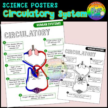 Science Posters: Circulatory System by The Cher Room | TpT