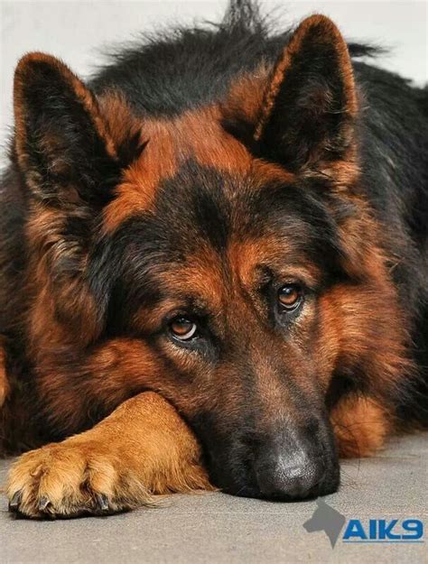 Black And Red German Shepherd Dogs