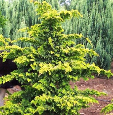 Golden Fernleaf Hinoki False Cypress Live Plant 3 Gallon Pot