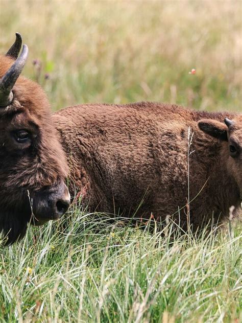 Der Streit Um Deutschlands Einzige Freilebende Wisent Herde Wird Ber