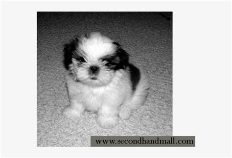 Kci Registered Shih Tzu Puppies For Sale Through All Shih Tzu Yorkie