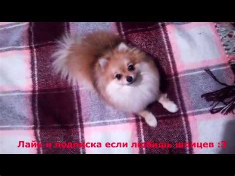 Шпиц померанский СМЕШНОЙ! очень милый лает и слушает хозяйку :) приколы ...