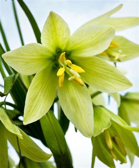 Fritillaria Raddeana Fritillaria Flower Bulb Index Bulb Flowers