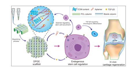 3d Bioprinted Difunctional Scaffold For In Situ Cartilage Regeneration Based On Aptamer Directed