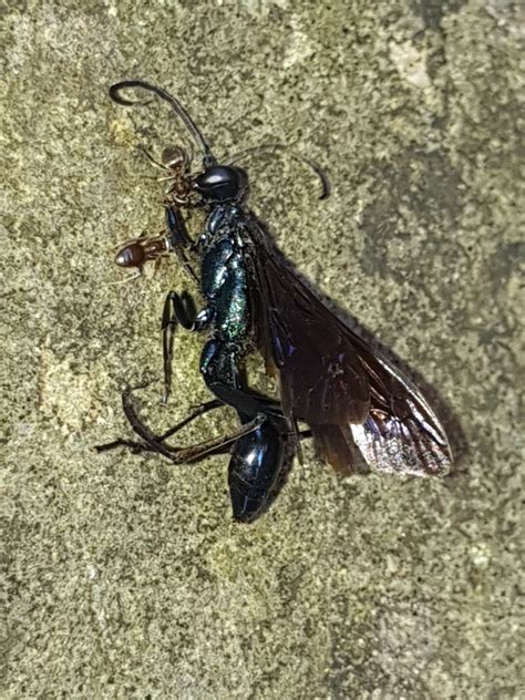 Nearctic Blue Mud Dauber Wasp From Brooktondale NY 14817 USA On