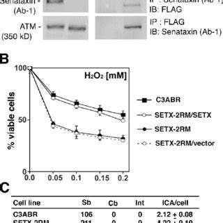 Complementation Of H2O2 Cell Sensitivity And Induced Chromosome