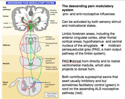 Descending Pain Pathway And Pain Modulation Flashcards Quizlet