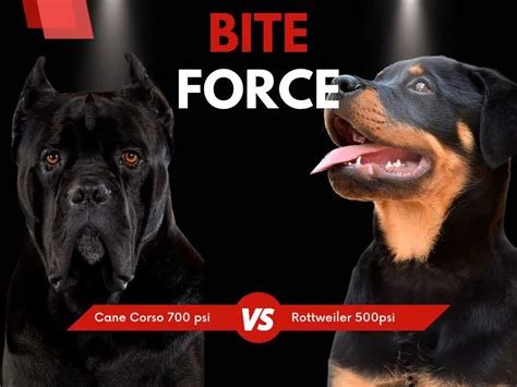 Cane Corso Bite Force - How strong is cane corso bite - Zooologist